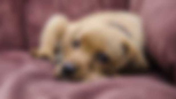 Horror: una familia denunció que un albañil abusó de su perra