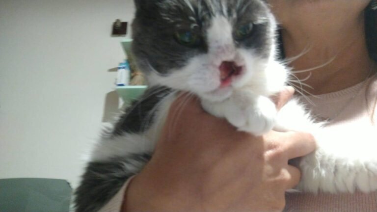 Una patita para Anita: recaudan fondos para el tratamiento oncológico de una gata