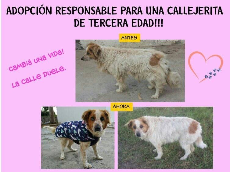 Angie busca un hogar: una perra mayor que necesita amor y resguardo del frío