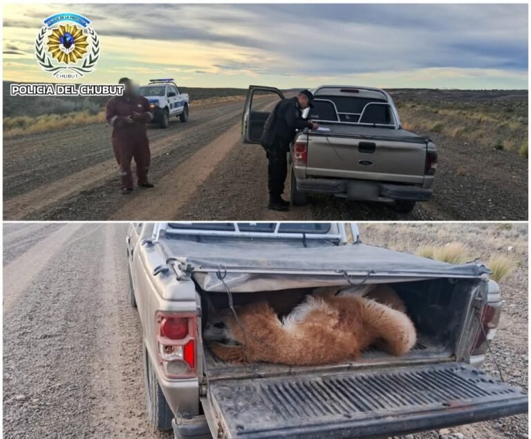 Circulaba con tres guanacos muertos, armas y municiones