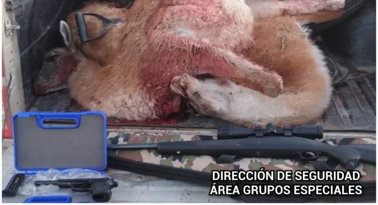Secuestran guanacos faenados y armas de fuego
