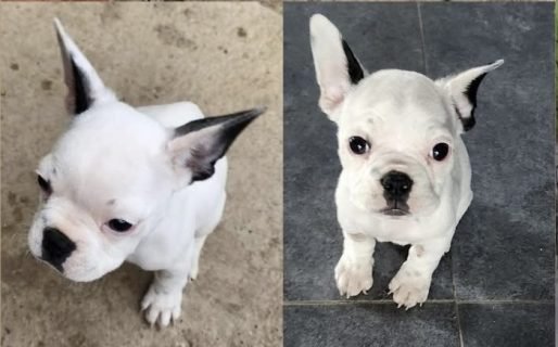 Le robaron el perro y ofrece recompensa para recuperarlo: “Estamos desesperados”