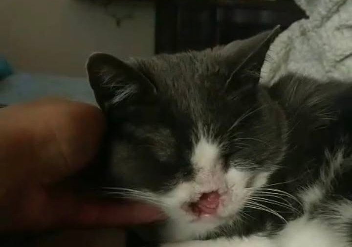 El cáncer avanza y Anita necesita colaboración para su tratamiento