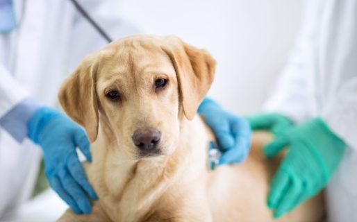 La próxima semana el tráiler de castración estará en Caleta Córdova