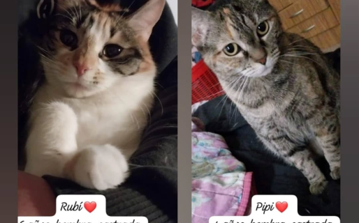 Su dueña falleció y buscan una familia que las adopte juntas: “Separarlas sería terrible”
