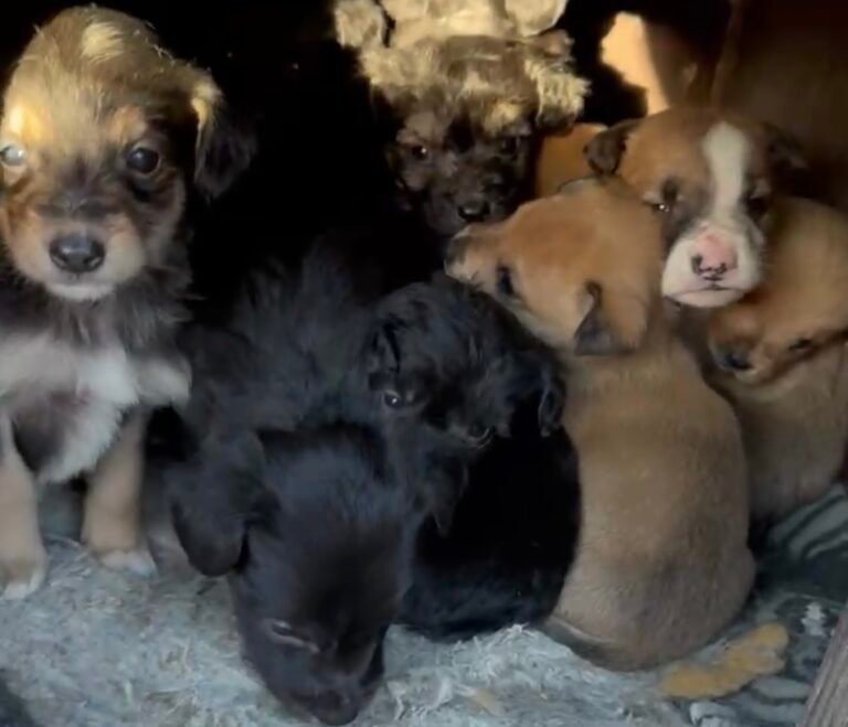 Buscan hogar para perritos que fueron abandonados en la calle