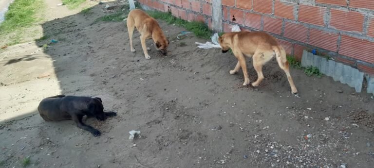 Una rescatista pide ayuda para seguir alimentando a más de 25 perros: “Nadie adopta, es desesperante”