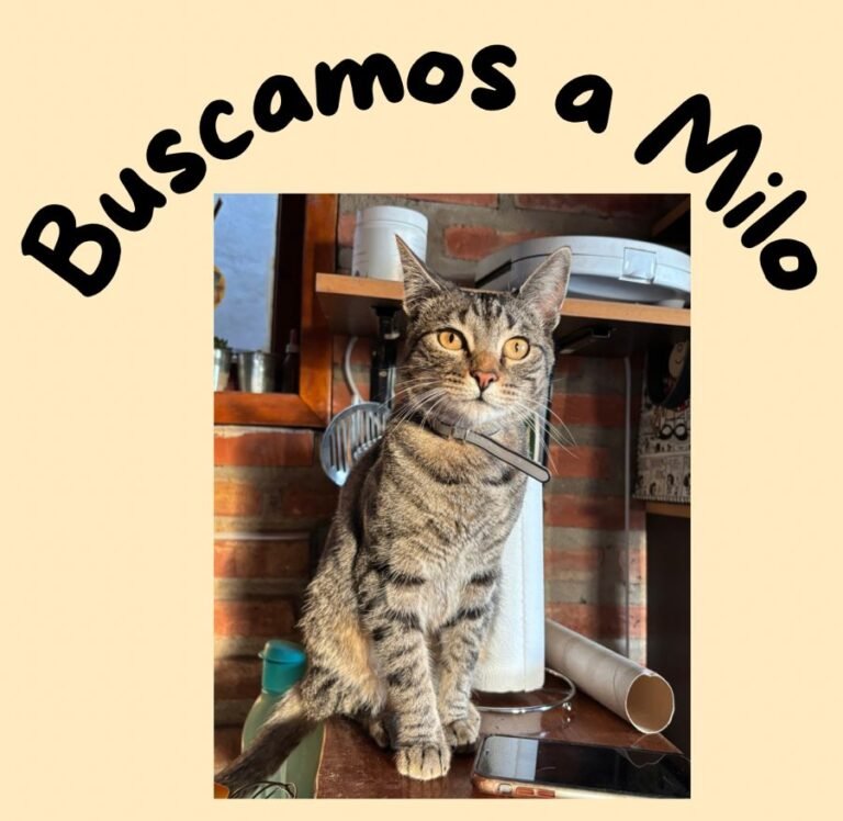 Se extravió Milo en el barrio Juan XXIII y piden ayuda para encontrarlo