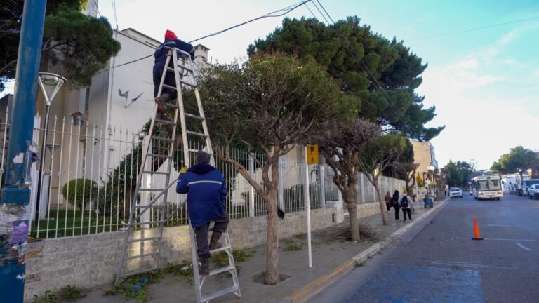 Empezaron los trabajos de poda en distintos puntos de la ciudad