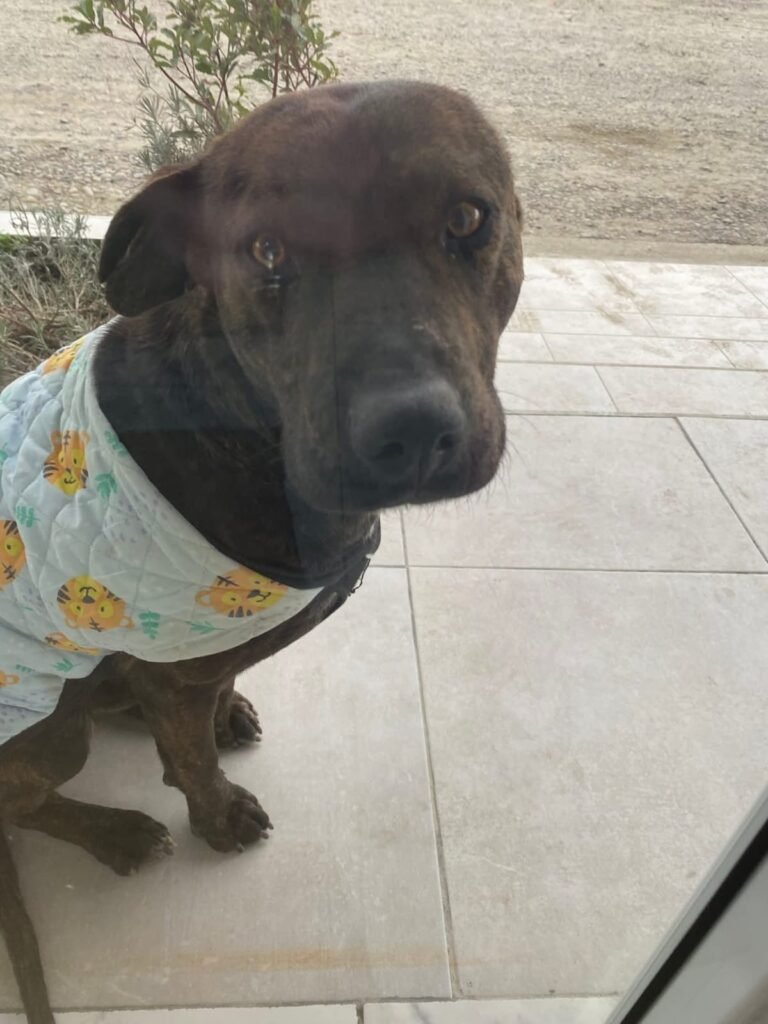 Marmolito, el perrito abandonado que espera un hogar en medio del crudo invierno