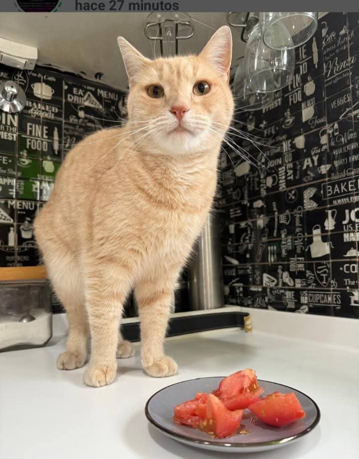 Una familia ofrece $400.000 por “Rubio”, un gato extraviado en Km 8