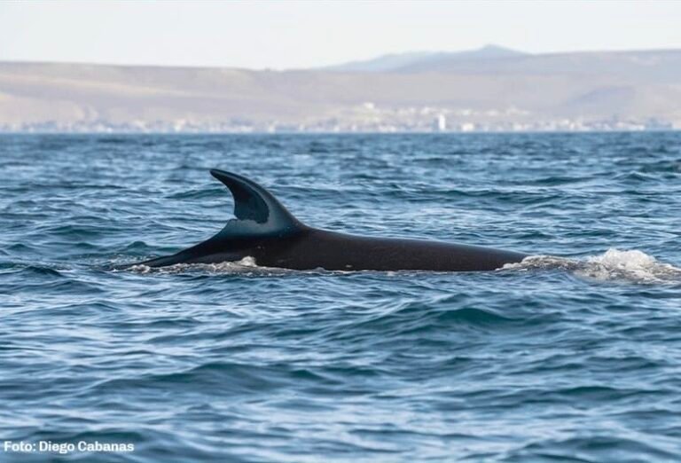 La Ballena Sei inició su migración desde las costas de Comodoro