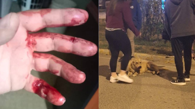 Preocupación por ataques de perros y disturbios en la vía pública en menos de 24 horas