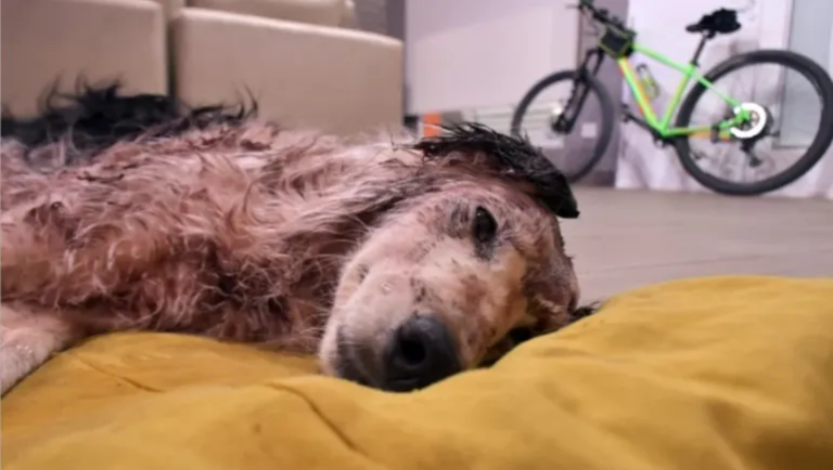 Crueldad sin límites: encontraron a una perra con el cráneo fracturado a golpes