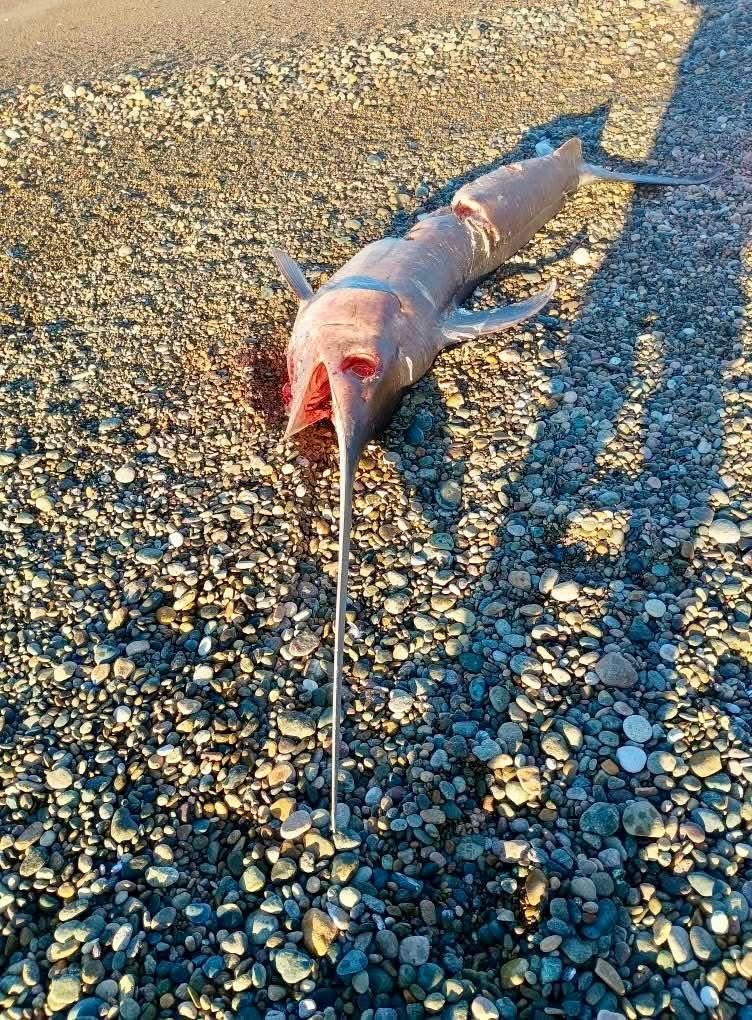 Hallaron un pez espada en costas chubutenses