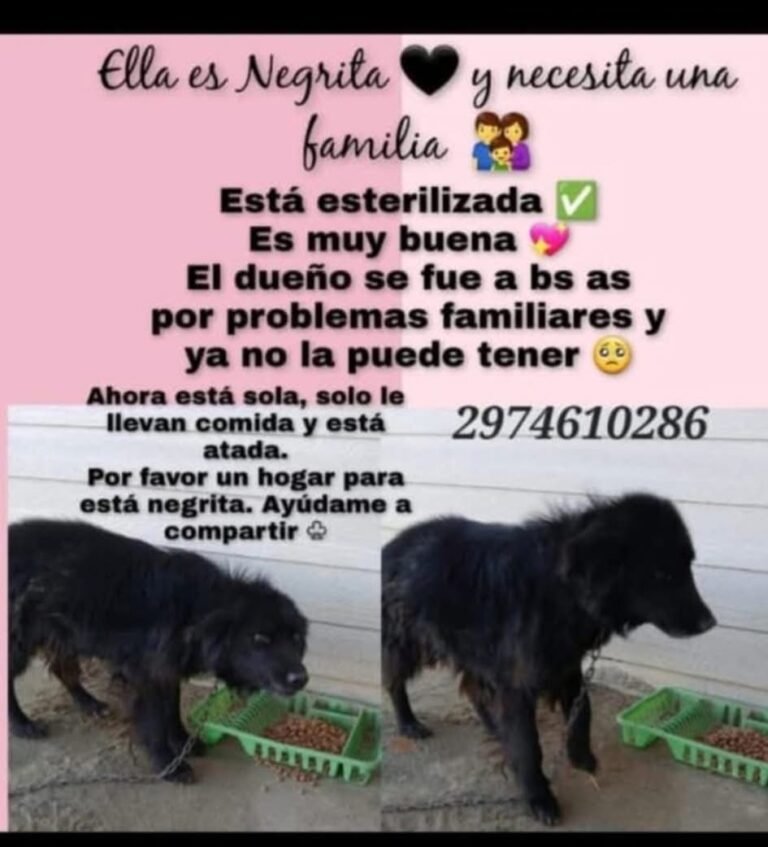 Negrita necesita una familia: su dueño se fue y quedó sola y atada