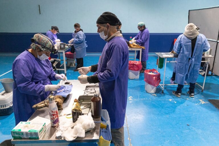 Continúan las campañas de esterilización y vacunación canina y felina