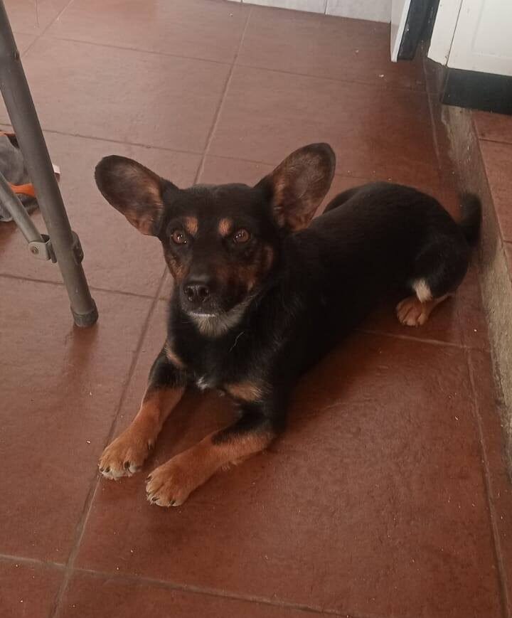 De Esquel a Comodoro: Tilín logró reencontrarse con su dueña