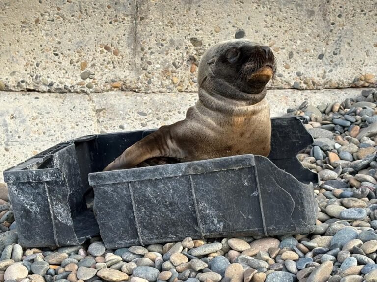 Presencia de un lobo marino en la Costanera: autoridades piden mantener distancia