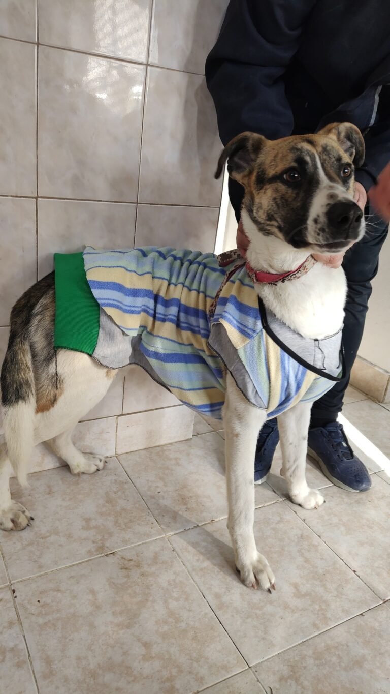 Confeccionan abrigos para los perros del Centro de Salud Animal: piden donaciones de tela y mantas