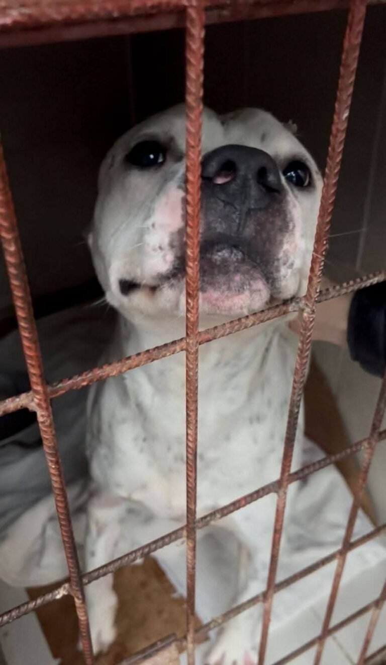 Buscan hogar para un perro adulto tras una adopción fallida