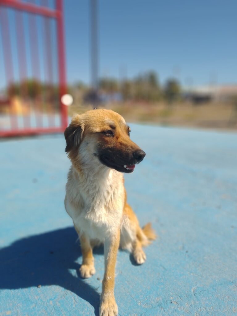 Canela, la perrita callejera que busca un hogar lleno de amor