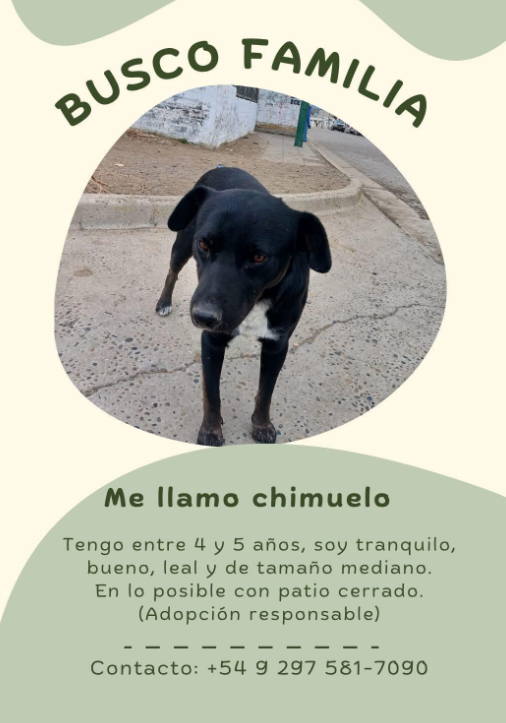 Buscan un hogar para Chimuelo: “Soy tranquilo, bueno y leal”