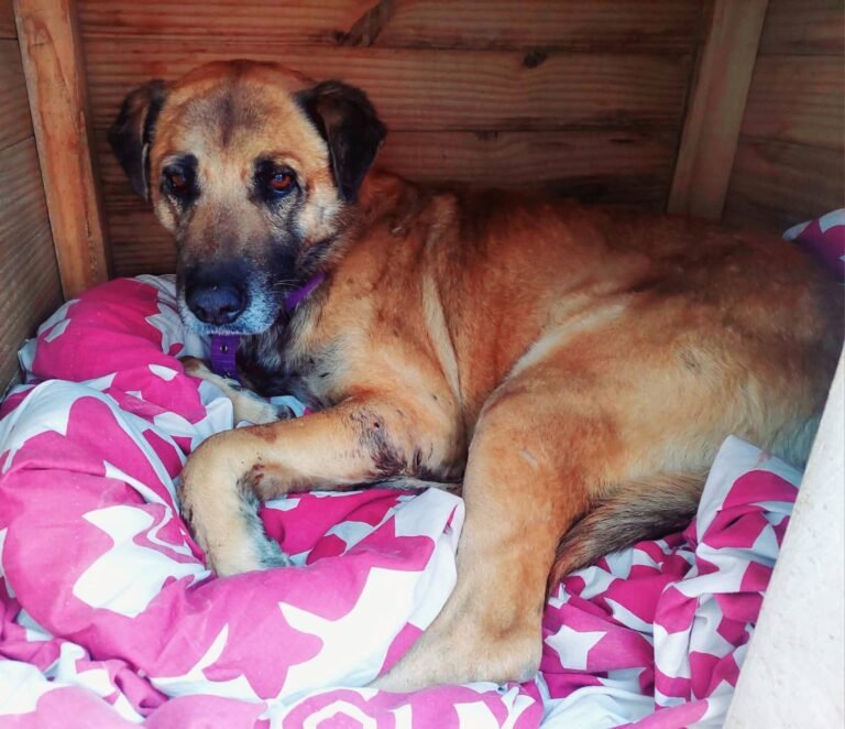 Robertito busca un hogar, luego de ser atacado por otros perros