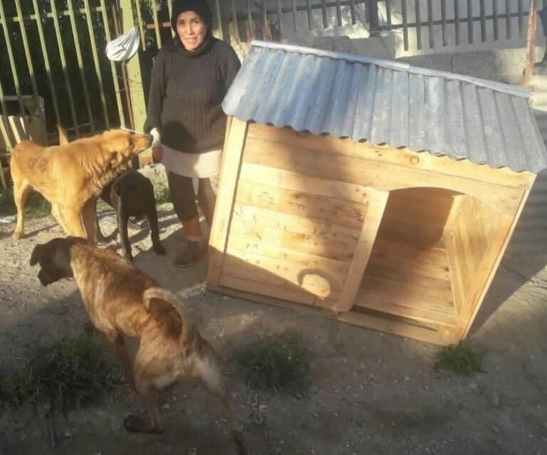 Una comodorense alimenta a más de 40 perros callejeros y lanzaron una campaña para ayudarla