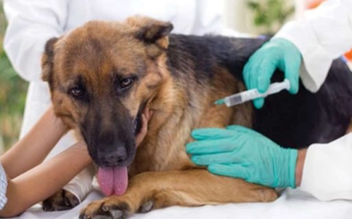 Realizarán una jornada gratuita de vacunación antirrábica y desparasitación para mascotas