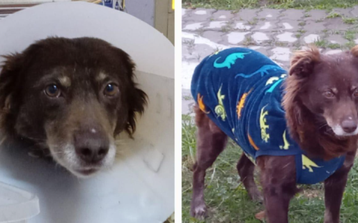 Dulcinea busca un hogar: fue rescatada con una grave infección y ahora necesita una familia