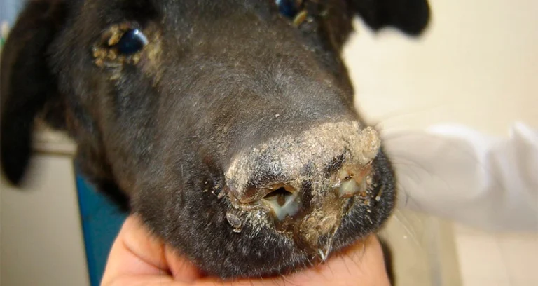 “Hay alrededor de 6 casos de moquillo por semana y 3 terminan en eutanasia”