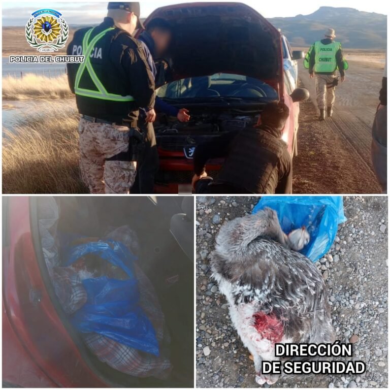 Ruta 26: Secuestraron un ñandú que era transportado ilegalmente en un vehículo