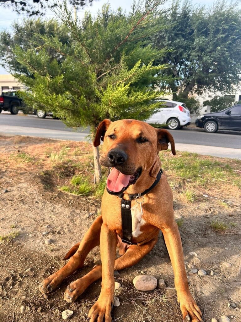 “Ayudemos al Colo”: fue atropellado, lo abandonaron y hoy lucha por volver a caminar