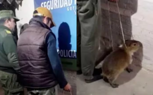 Un hombre intentó vender un carpincho bebé a través de sus redes sociales y fue detenido