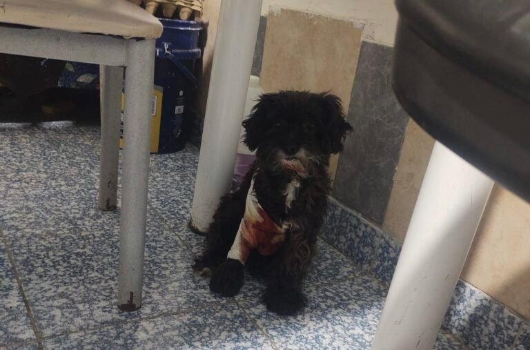 Una perrita de 12 años fue atacada por un pitbull y su dueña necesita ayuda para la cirugía