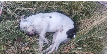 Rescataron a un perro en grave estado y piden ayuda para cubrir sus gastos veterinarios