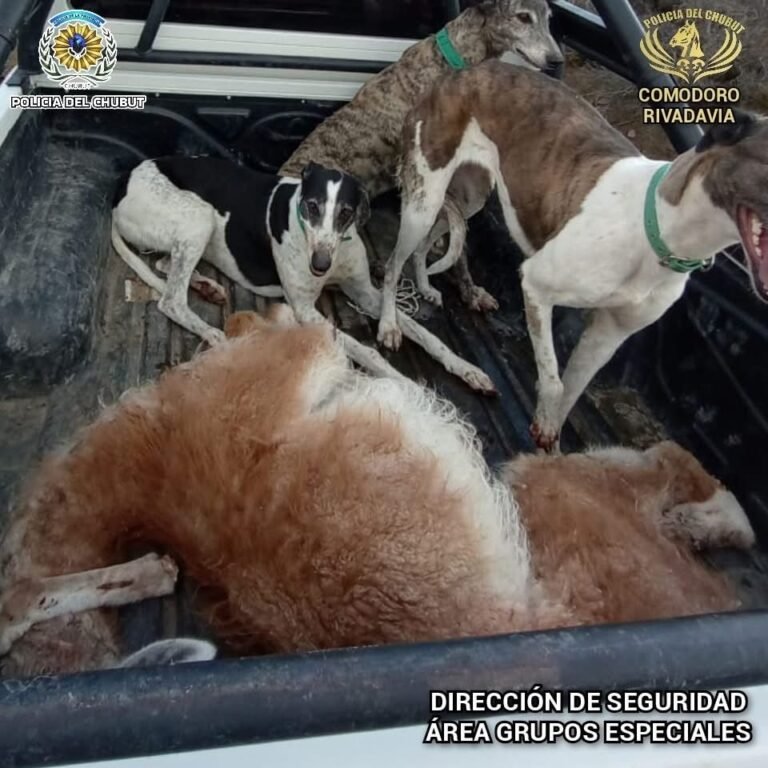 Secuestraron carne de guanaco durante control en Ruta 37 y ordenaron su incineración