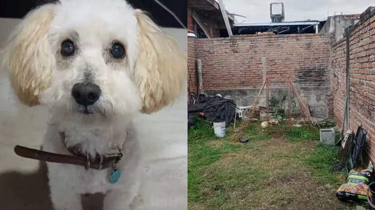 Una familia denunció que un pitbull entró a su casa y mató a su caniche: piden justicia