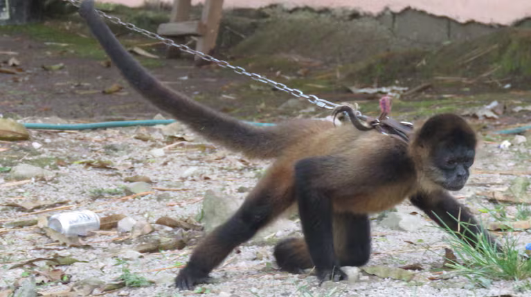 De monos tití a loros y tortugas: rescataron a más de 200 animales de una casa