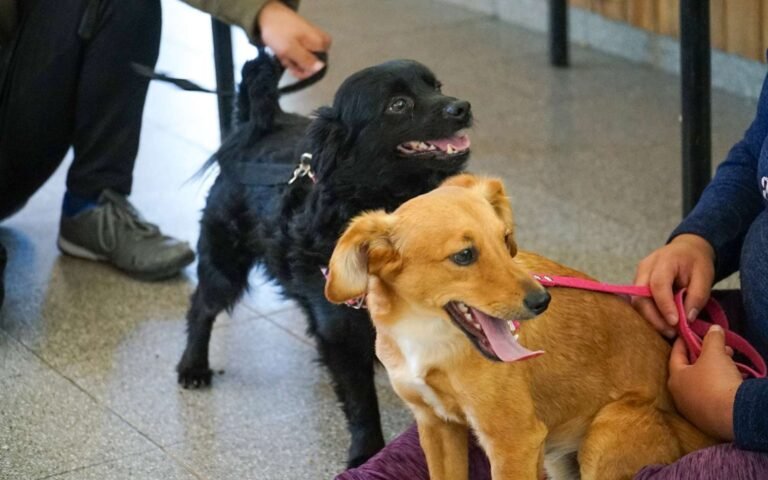 El lunes comienzan las jornadas de esterilización canina y felina en el barrio Próspero Palazzo