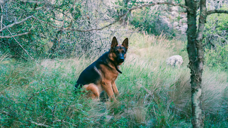 Una beba de un año murió tras ser atacada por un ovejero alemán