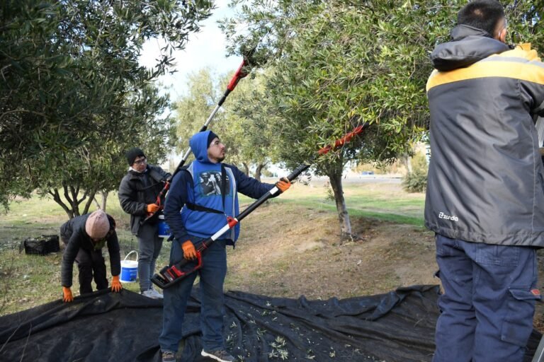 Comodoro inaugura su circuito olivícola y concluye la cosecha 2025 de olivares públicos