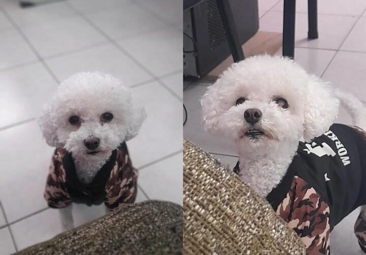 Buscan desesperadamente a Tedy, un perrito extraviado