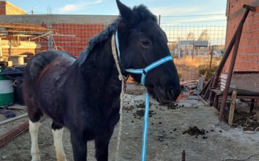 Denuncian el robo de una yegua en el barrio Standard: “Te seguimos buscando, Mimosa”