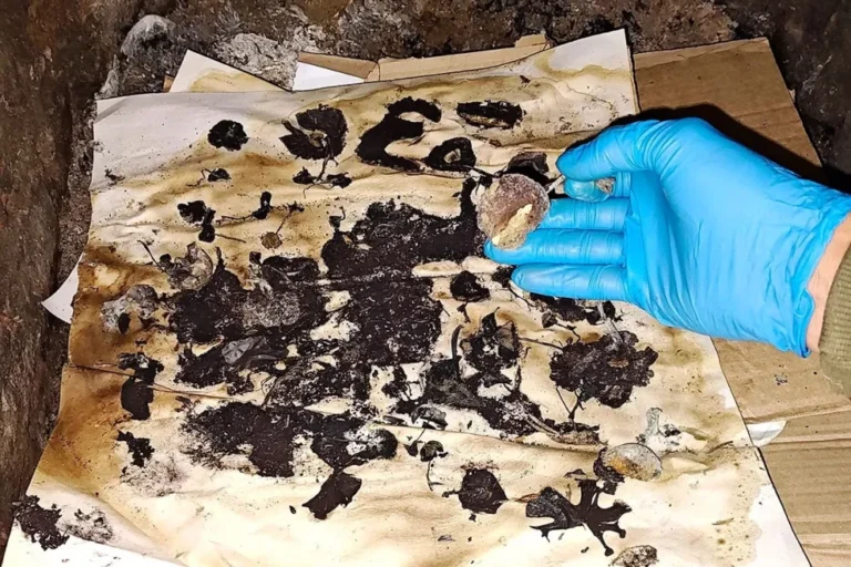 Un joven murió tras consumir hongos alucinógenos