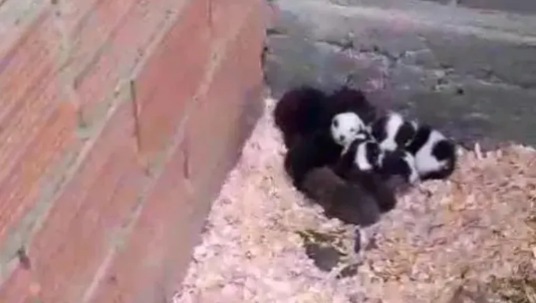 Crueldad: rescataron a una familia de perros desnutridos, heridos y con hongos durante un allanamiento