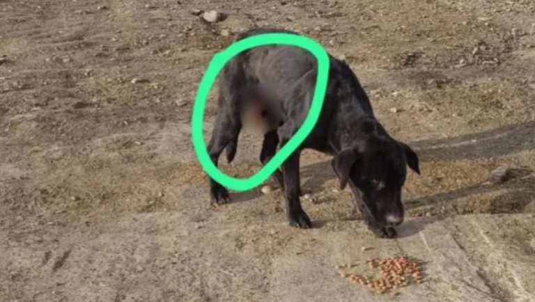 Crueldad animal: rescataron a un perro que tenía los genitales atados con alambre