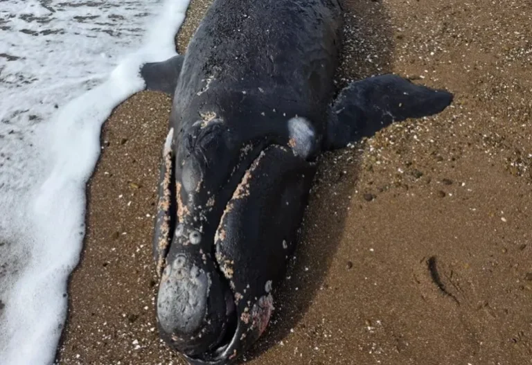 Una cría de ballena Franca Austral fue encontrada muerta a orillas del mar