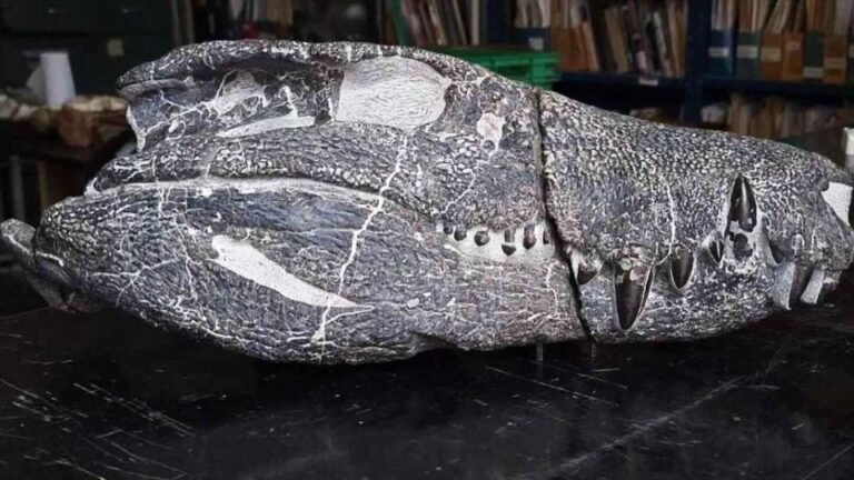 Descubren una nueva especie de cocodrilo prehistórico: vivió hace 70 millones de años